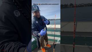 Fishing at Santa Cruz Boardwalk seizethedayfishing pierfishing jacksmelt positivevibes [upl. by Airehc]