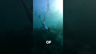 Moalboal Sardine run cebutravelguide travel adventurecebu vacation suroycebutourph [upl. by Hank]