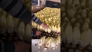 Beautiful and Unique Endive Harvesting satisfying RomFarm [upl. by Kyre]