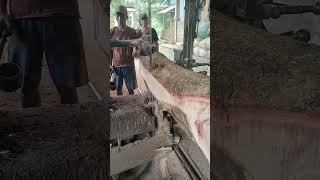 Mahogany Sawmill 1wood india brazil thailand america [upl. by Leunammi]