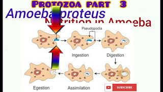 Protozoa part 3 [upl. by Nylauqcaj]