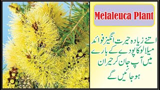 quotThe Ultimate Melaleuca Plant Tutorial Growing Tips and Benefitsquot [upl. by Aehsel]