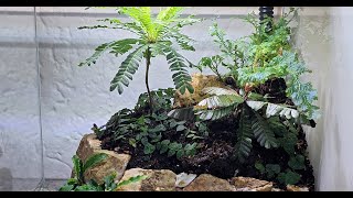 My First try terrarium paludarium vivarium [upl. by Karlyn390]