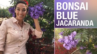 Dwarf Jacaranda is a great accent for your yard  Sara Bendrick [upl. by Liag38]