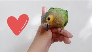 Loro hablando con su dueño 🦜Parte 2 [upl. by Leelaj]