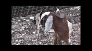 Baby Nubian Goats [upl. by Blumenthal]