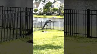 Alligator Climbs Fence animals shorts viralvideo viral [upl. by Mikeb]