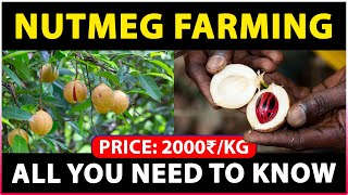 Nutmeg Farming A StepbyStep Guide to Cultivating and Harvesting Nutmeg Trees [upl. by Eahsed714]