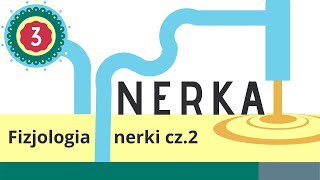 Nerka 3 Fizjologia nerki  układ RAA ANP [upl. by Peskoff]