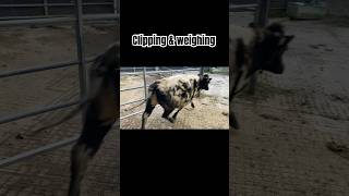 Clipping amp weighing cattle [upl. by Tesil]