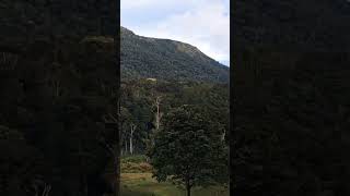 kalapani movie song holiday trip munnar 🌳🌳🌳happiness youtubeshorts mohanlal song shortvideo [upl. by Mosa356]