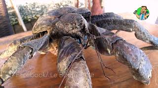 Comment manger un crabe des cocotiers [upl. by Dalia22]