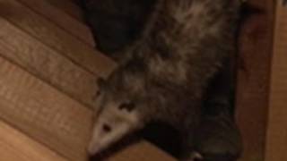 Opossums in the Attic  Call of the Wildman [upl. by Alanna]