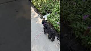 Video of adoptable pet named Bella [upl. by Moffit]