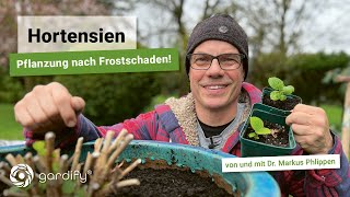 Hortensie in Kübel pflanzen und Frostschaden beseitigen incl Tipps zu Stecklingen und Vermehrung [upl. by Yendahc]