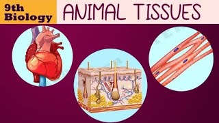 Animal Tissue class 9 Connective tissue 🔥 part 2🔥 [upl. by Felicdad]