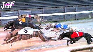 🏁 Champions Greyhound  The Fastest Dogs on the Track 🏁 [upl. by Yrad]