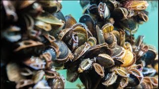 AMAZING MUSSEL FARMING PROCESS WITH A Modern Technique [upl. by Einahc]