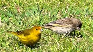 CANTO DEL JILGUERO ARGENTINO Sicalis Flaveola Pelzelni [upl. by Eiramanit]