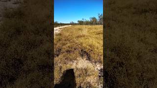 Broomweed Texas Hill Country [upl. by Gillespie]