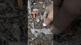 Heingang Chingda Hensang thiba Red Mushroom [upl. by Sieber]