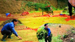 What’s Exciting About Harvesting Rice A Real Field Experience with Dang Mui Man [upl. by Samale]