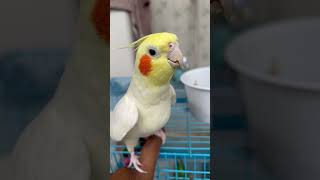 Jingle bell cockatiel cocktailparrot birds parrot cute parrots viral pets talkingparrot [upl. by Aizirtap]