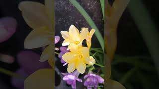 Hadeco yellow freesia and more shorts australia birds flowers garden bulb [upl. by Ylrevaw]