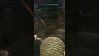 Pipefish fish nanotank reels shortvideo shorts fyp fypシ゚viral [upl. by Crellen]