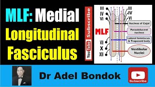 Medial Longitudinal Fasciculus MLF Dr Adel Bondok Making Neuronatomy Easy [upl. by Cavuoto]