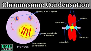 Chromosome Condensation  Chromatin Condensation  Molecular Mechanism Of Chromatin Condensation [upl. by Rolecnahc]