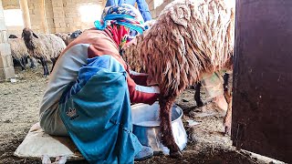 Milking sheep in the village of Iranrural life [upl. by Nisbet]