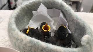 Five Baby Chickadees HWCCBAX2018 [upl. by Foushee]