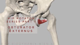 Hip Rotator Series Part 1 Obturator Externus 3D Animation [upl. by Safier]