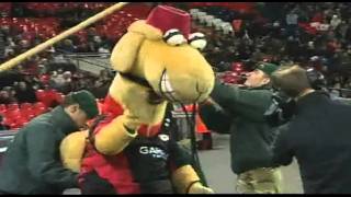 Sarrie the Camels Entrance with the match ball for Saracens vs Ospreys at Wembley Stadium [upl. by Carlo]