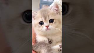 Watch these adorable kittens groove to the viral song quotAku Suka Wajah Imutquot cats cutecats viral [upl. by Gilbertson]