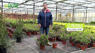 Le POLYGALA un arbuste à la floraison généreuse🌸PLANTATION et ENTRETIEN [upl. by Enohpets]