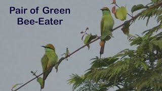 Asian green beeeater Merops orientalis [upl. by Kisung]