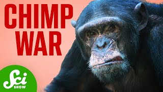 The Chimp War that Shocked The World [upl. by Nauqel]