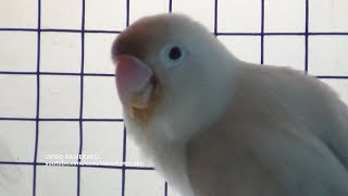 Lovebird Sounds 1 Hour 30 Minutes  August  26  2018 [upl. by Halda643]