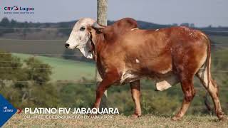 PLATINO FIV JABAQUARA [upl. by Rame]