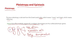 Pleiotropy and epistasis [upl. by Orabelle]