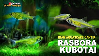 IKAN AQUASCAPE CANTIK RASBORA KUBOTAI [upl. by Braden230]