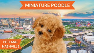 Miniature Poodle Fun Facts [upl. by Winston824]