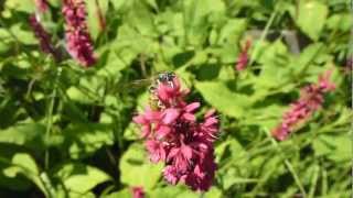 Polygonum  Red Bistort  Persicaria orientalis  Hnútagras  Rauð strá  Sumarblóm  Skrautplöntur [upl. by Anirbes]