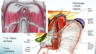 oesophage ESTOMAC ET RATE partie 2 [upl. by Dewar450]