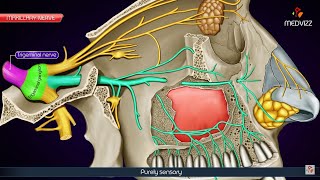 Maxillary division of Trigeminal nerve V2 or Vb  Maxillary nerve  Anatomy Animation [upl. by Pelletier]