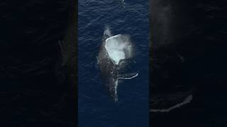 Watch this whale flip itself 💥 shorts whale ocean asmr [upl. by Zerep464]