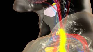 Anatomy of the Thyroid and Parathyroid Glands [upl. by Frodina751]