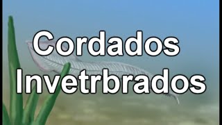 Los Cordados Invertebrados  Documental de Biologia [upl. by Iloj]